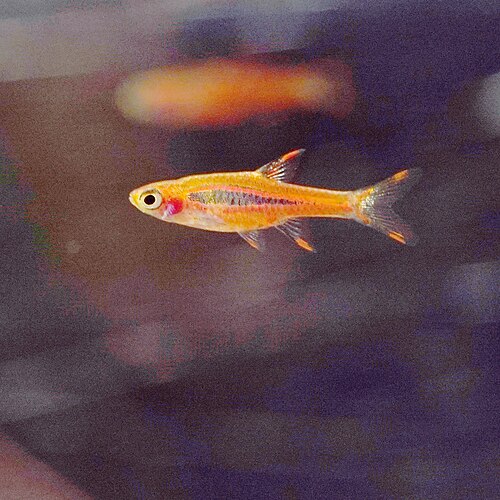 Chili rasbora (Boraras brigittae) in a community planted tank