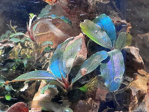Bucephalandra leaves with bluish iridescent sheen