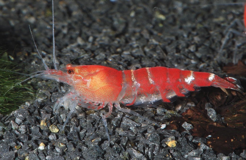 Crystal Red Caridina shrimp on a planted hardscape