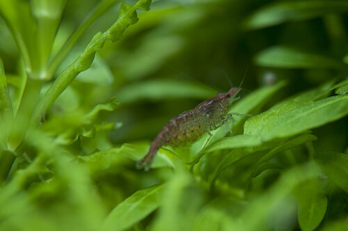 Red cherry shrimp