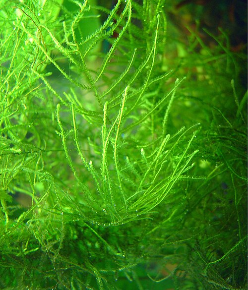 Java moss in a freshwater aquarium