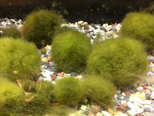 Marimo moss balls