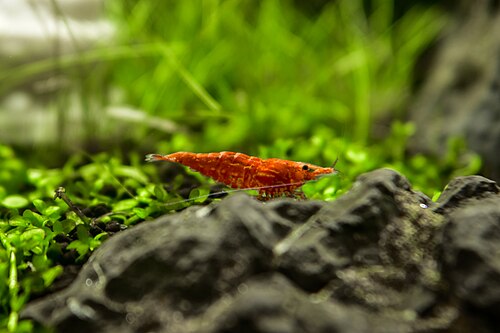 Crystal red shrimp
