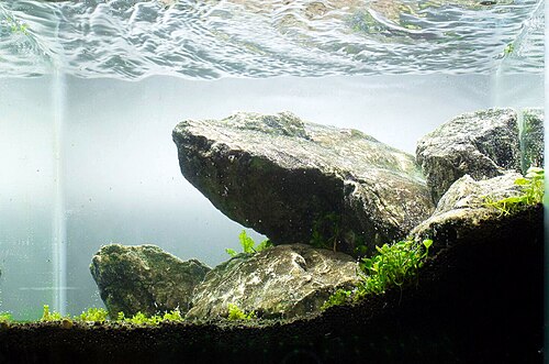 Iwagumi-style planted aquascape