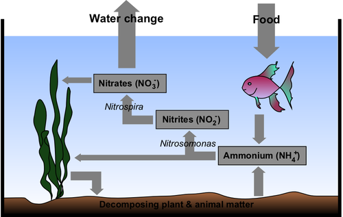 Aquarium nitrogen cycle diagram