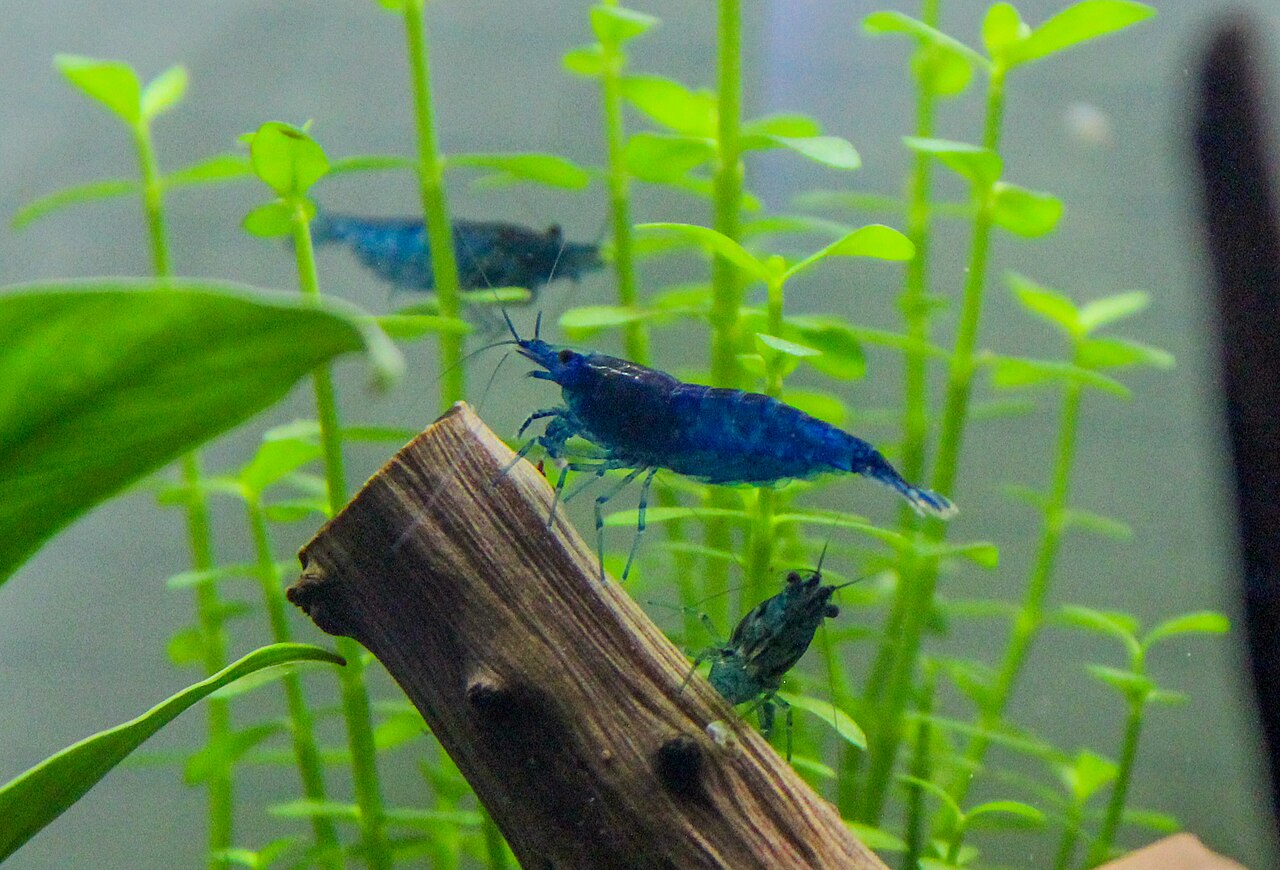 Blue Neocaridina davidi shrimp — common color morph shipped to home aquariums