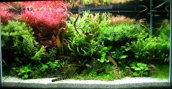 Heavily planted aquascape mid-cycle, with sponge filter visible