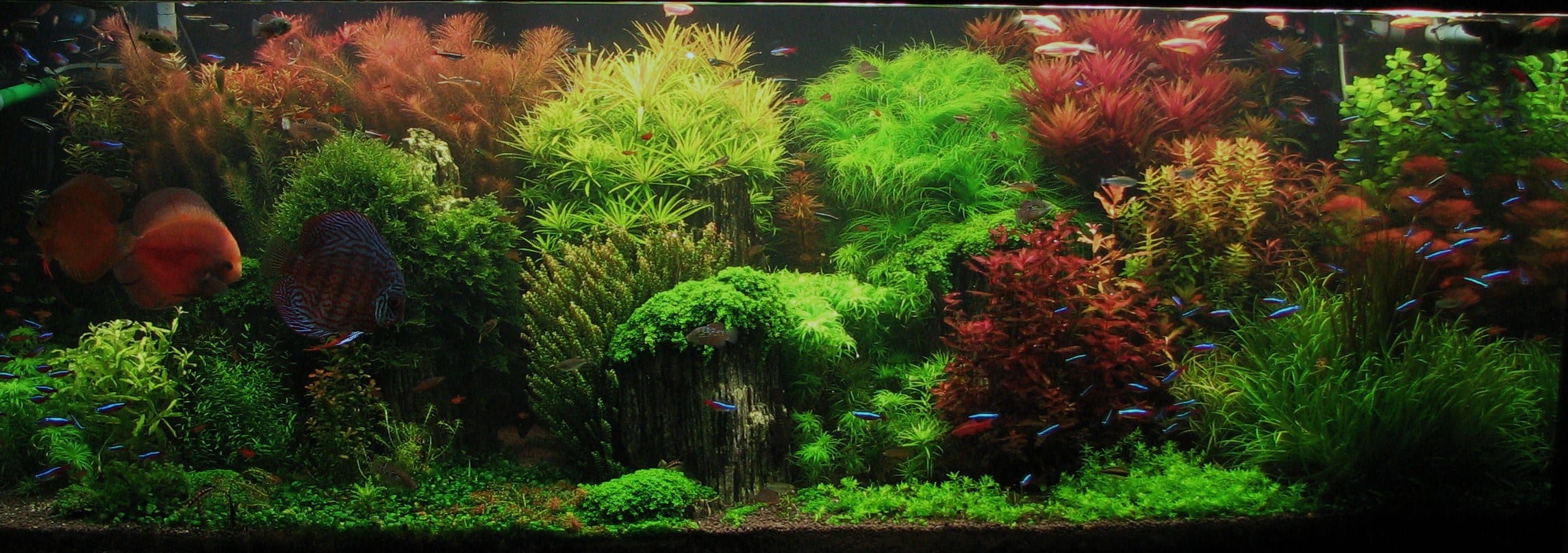 Dutch-style heavily planted freshwater aquarium